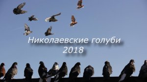 Николаевские голуби 2018