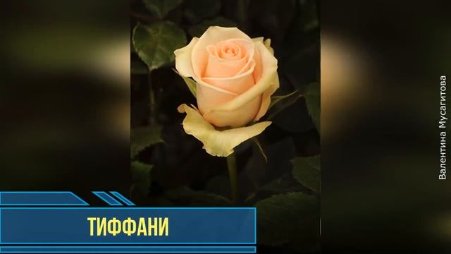 ❀ Самые ароматные садовые цветы. Часть 2
