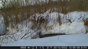 Хитрый лис декабрь 2022, фотоловушка