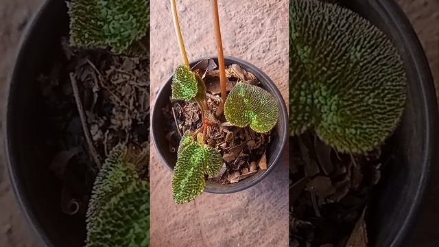 begonia rex смотреть онлайн