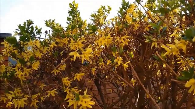 Мгновения весеннего утра смотреть онлайн