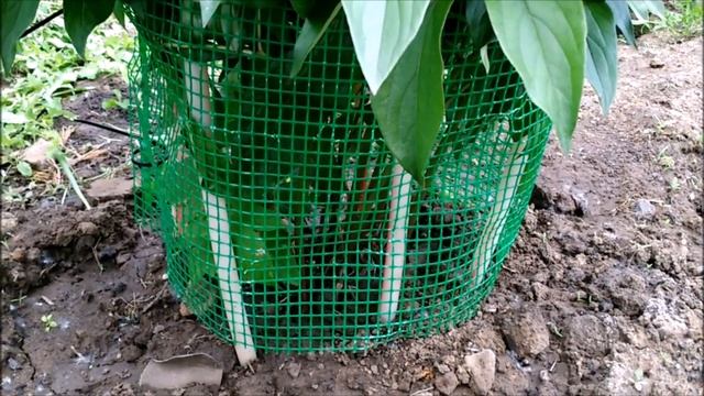 ОПОРА ДЛЯ ПИОНОВ..ВОЗДУШНАЯ..КРАСИВАЯ.. смотреть онлайн