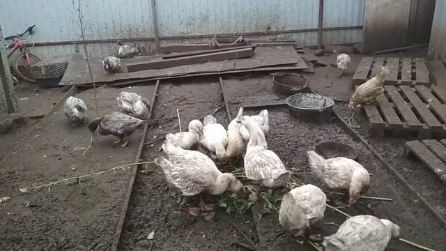 Гуси и топинамбур смотреть онлайн