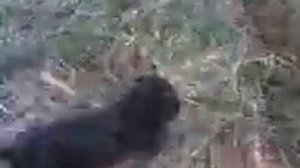 Охота с таксой на перепела.