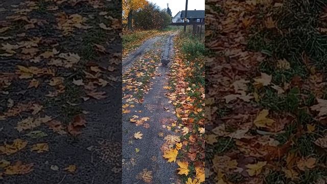 Сколько стоят дома в белорусской деревне.Обзор домов.Гроза и молния в октябре#однавдеревне#всёсама.