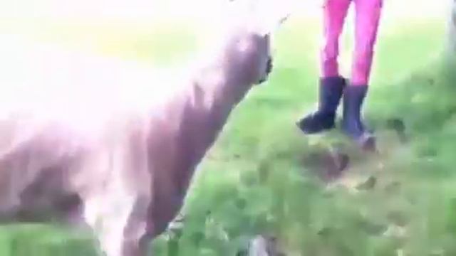 девочка и баран смотреть онлайн