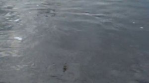 Рыбалка в Тульской обл. р.Сежка.mp4