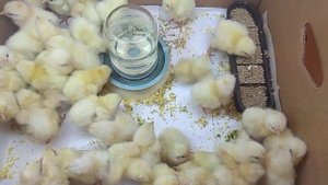 Первый день жизни. Цыплята Леггорн. Как можно начать ухаживать за домашней птицей.