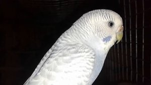 попугай корм выкидывает