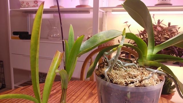 Вирус цимбидиумной мозаики на орхидеях Cymbidium Mosaic Virus CyMV смотреть онлайн