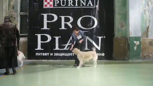 Голден ретривер 21.12.08 Выставка. Юниоры. Суки смотреть онлайн