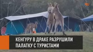 Кенгуру в драке разрушили палатку с туристами
