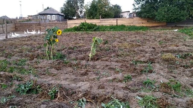 #Тестирования картофеля сорта Гала, Ред Скарлет и Тулеевский#Урожай 2021 в Сибири# смотреть онлайн