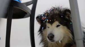 Карнавальные маски на Фастнахт от Вероники.