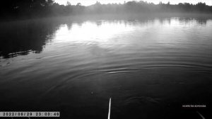 Рыба вздыбила воду