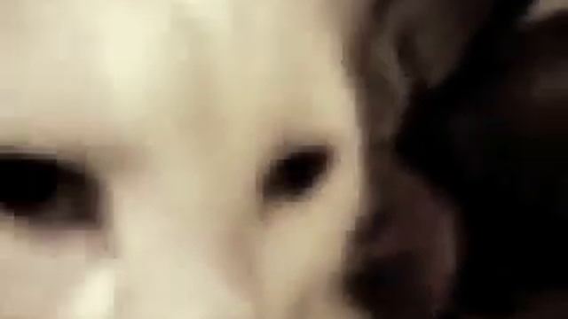 Как турецкая ангора реагирует на детей