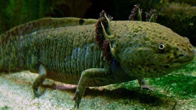 Most Bizarre Animals Kept As Pets