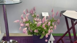 CAST 2022: Ptilotus Joey & Matilda