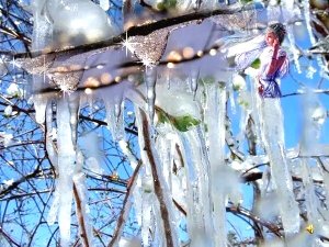 Учись у них-у дуба. у березы...Афанасий Фет.