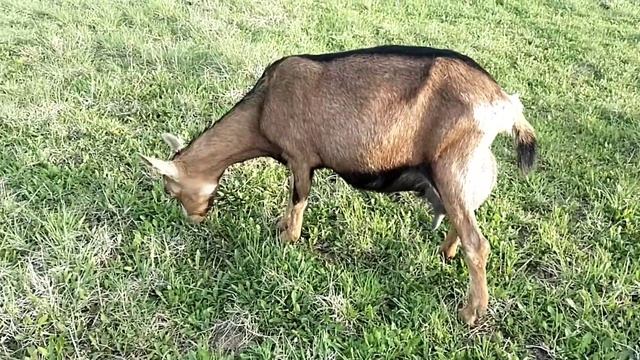 Утренние попрошайки ?️ Минус дойные КОЗЫ ? Козлы-кастраты ? Самовары☕Красота к дню рождения ? смотреть онлайн