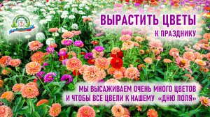 Выращиваем цветы для массового одновременного цветения!