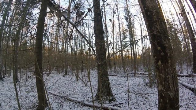 МОЛОДЫЕ ЛАЙКИ РАБОТА ПО БАРСУКУ# ОХОТА НА СМОЛЕНЩИНЕ# смотреть онлайн