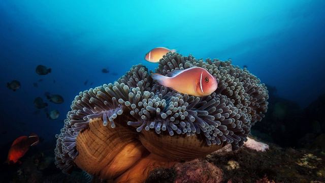 ОЧЕНЬ КРАСИВЫЕ МОРСКИЕ КАДРЫ (морская природа)