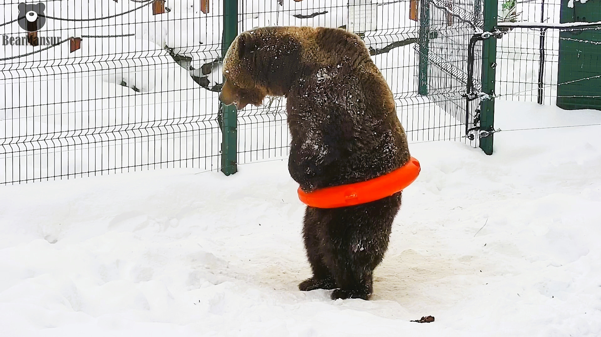 Медведь Мансур - Mansur the Bear