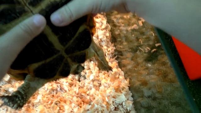 Контактный зоопарк Простоквашино Katya Goes To The Contact Zoo Сауна для игуаны!! смотреть онлайн