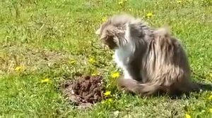 Кот нагадил в нору крота  .mp4
