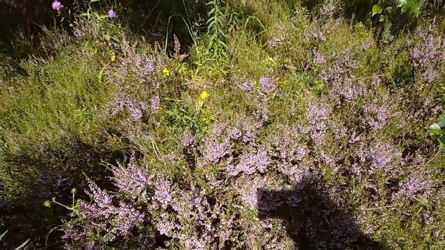 Из вереска напиток забыт давным-давно ? На колодец за водой смотреть онлайн