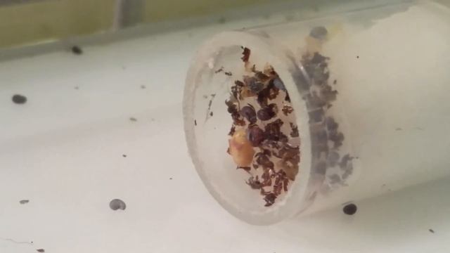 КАК ДЕЛА? У МОЕЙ КОЛОНИИ МУРАВЬЁВ ЖНЕЦОВ? СПУСТЯ 7 СУТОК ПОСЛЕ ЗАСЕЛЕНИЯ!!! смотреть онлайн