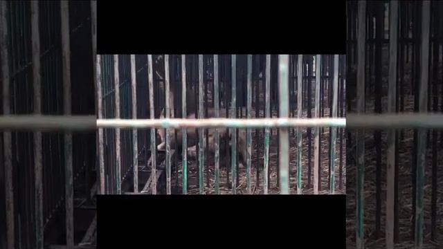 Прогулка по Реабилитационному центру для бурых медведей. Карпаты, экскурсия на Синевир.