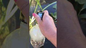 Аэрация ( кислород) для маленького пруда