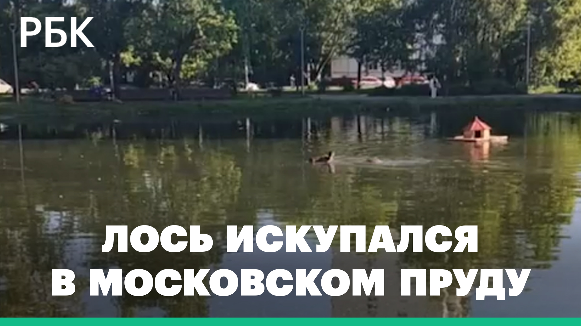 На востоке Москвы заметили плавающих лосей