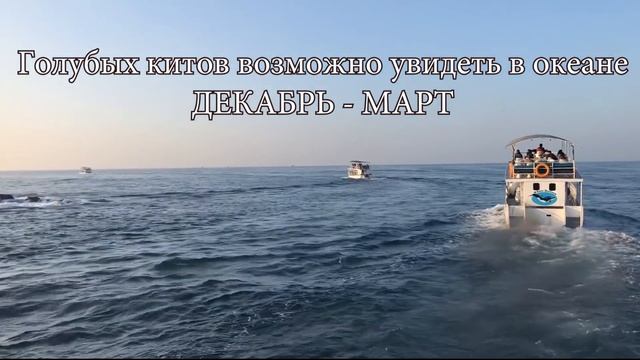 Мирисса-лучший пляж и самый красивый курорт Шри-Ланки.(часть 8)