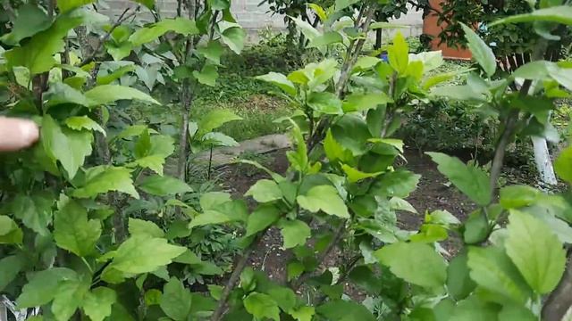 //Чеченские галушки гости целый день в гостях  Женщина с претензией//