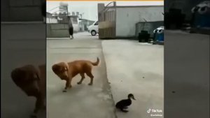 УКУСИЛ ЗА ЯЙЦА!!!