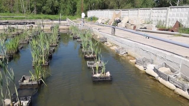 Обзор пруда, орошаемый биофильтр. смотреть онлайн