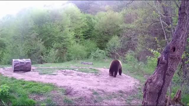 Medveles Kamera 2018-4-21 II смотреть онлайн