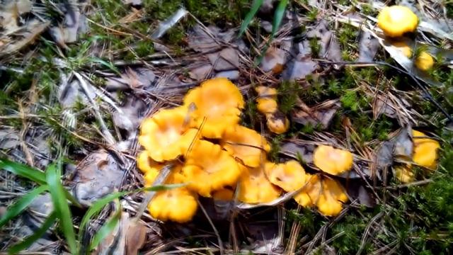 ОТЛИЧНЫЙ ПОХОД ЗА ЛИСИЧКАМИ