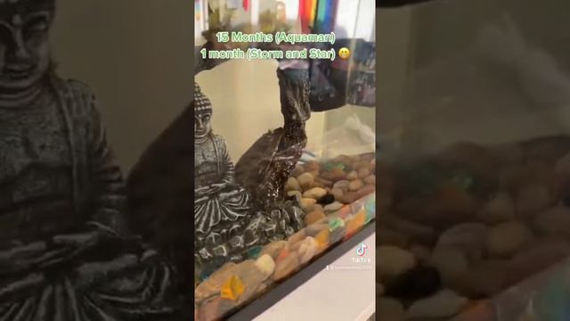 My Betta and Pelcostomus fishes! 