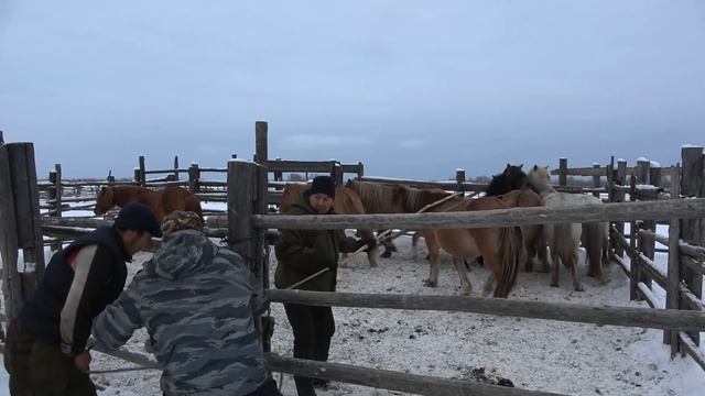ЗАБОЙ ЖЕРЕБЁНКА НА МЯСО В ЯКУТИИ! ШОК КОНТЕНТ +18