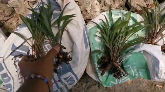 Sansevieria hunting July 25,2021 смотреть онлайн