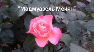 Чайно-гибридные розы с сильным ароматом. Часть 1.