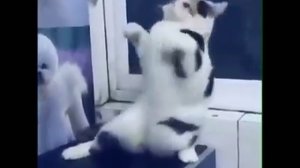 Танцующий котик!