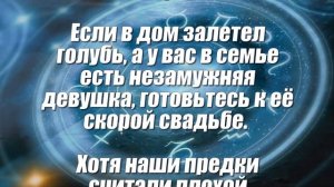 Приметы о голубях к чему это ?️?️?️