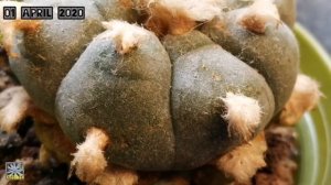 Lophophora williamsii Cactus Signs of Breaking Dormancy |Spring Awakening April 2020