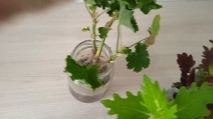 Наглядно на примере как лучше укоренять черенки пеларгонии  осенью