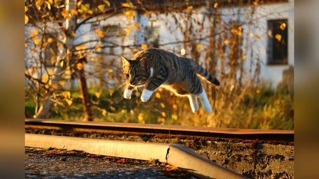 Осень глазами кошки